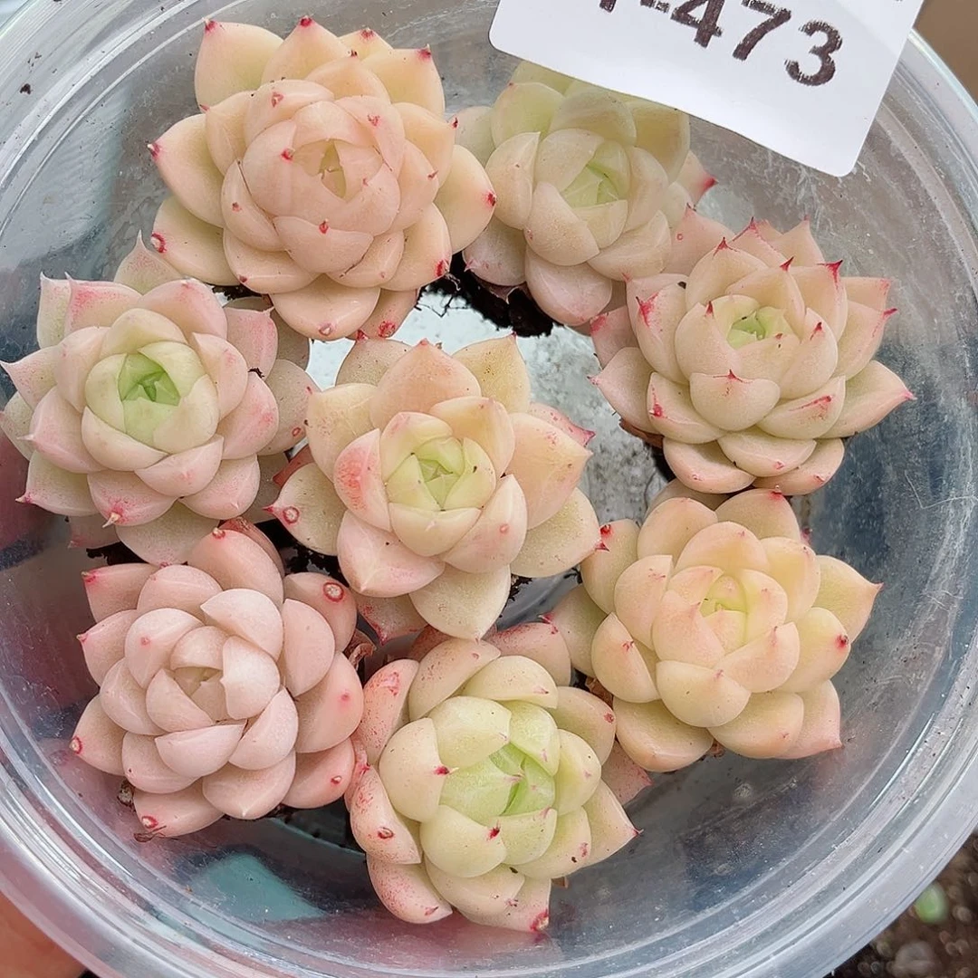 1-473 新疆西藏内蒙不发12.8包邮2-3公分多肉