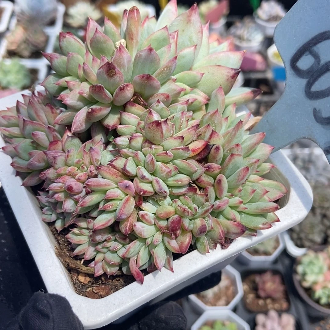 6059拉糖缀多肉植物保护