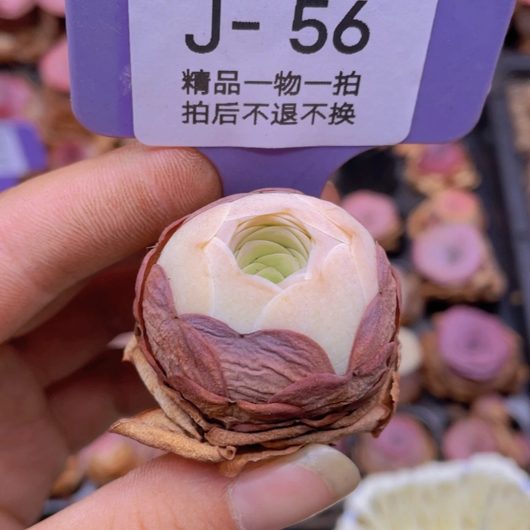 山地玫瑰J56满38包邮裸根发货