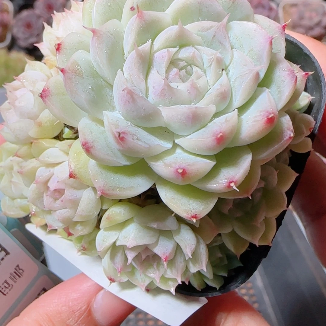 花语多肉1205-09开播福利散