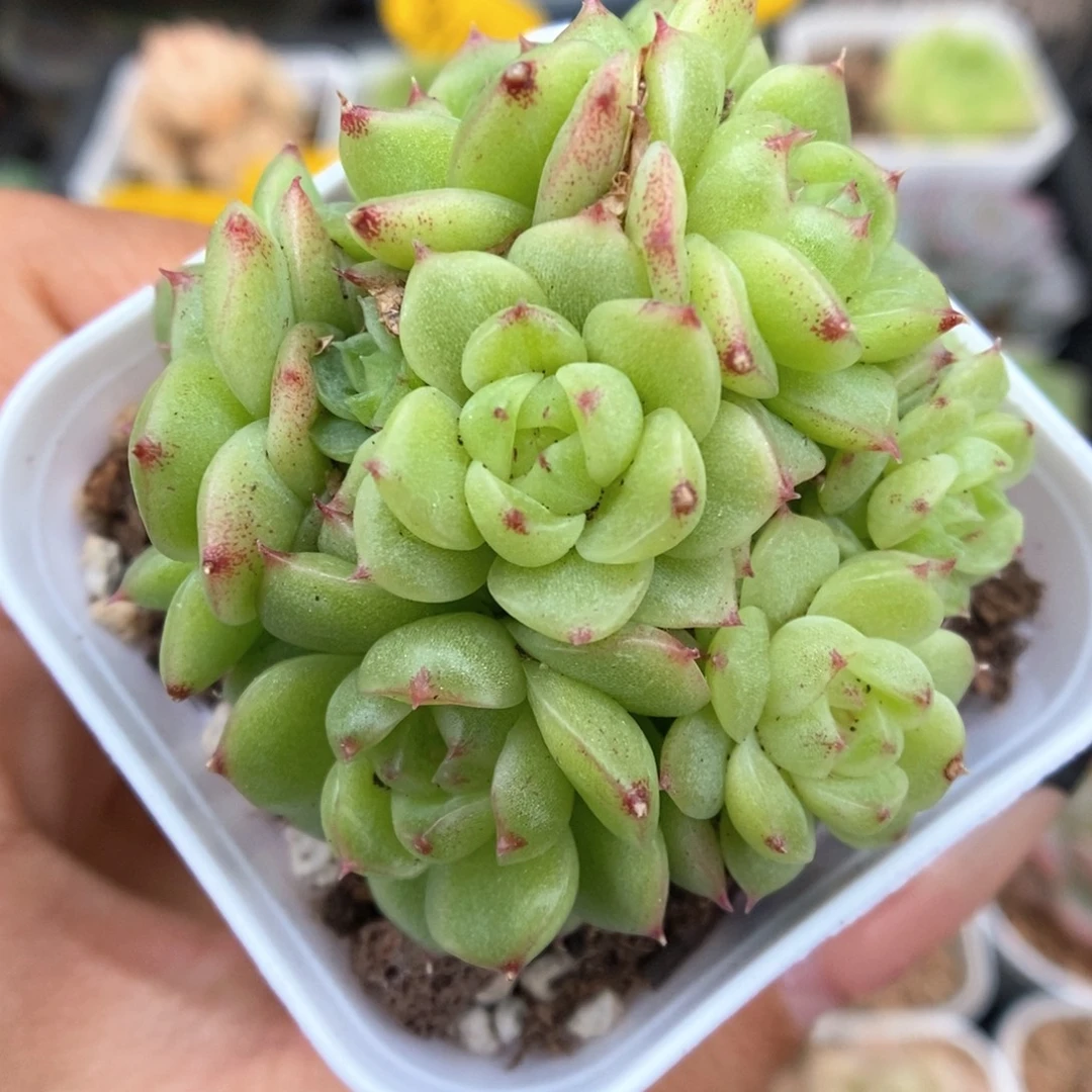 蜜蜡麦秆群生443号