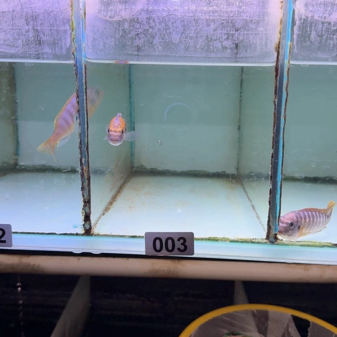 慈鲷鱼3号红芒果勾鼻9-10