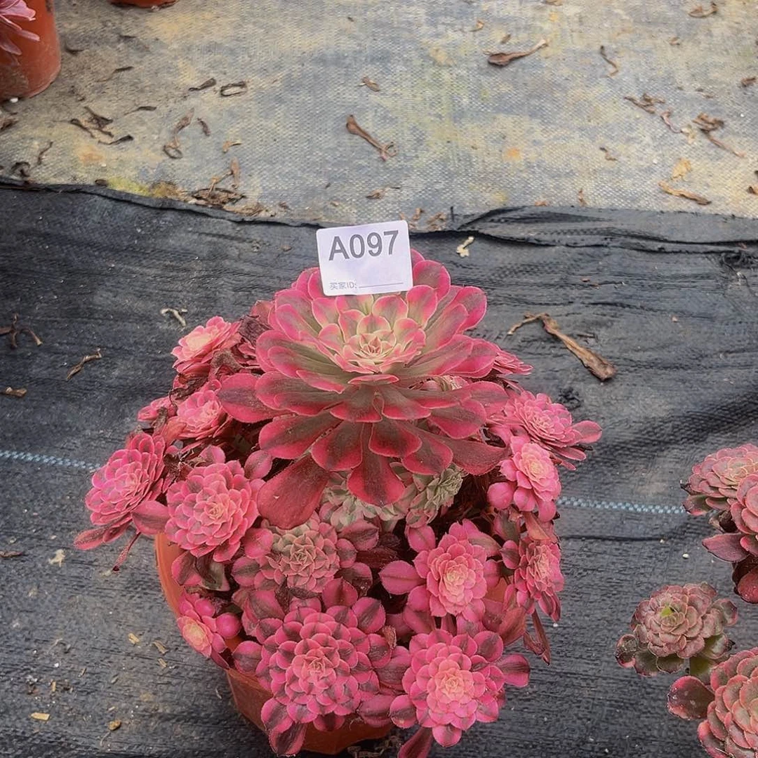 美***斗无花朵097红同白法师