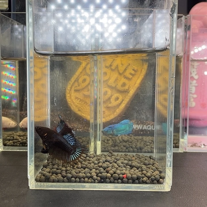 斗鱼24号923早黑毒母4