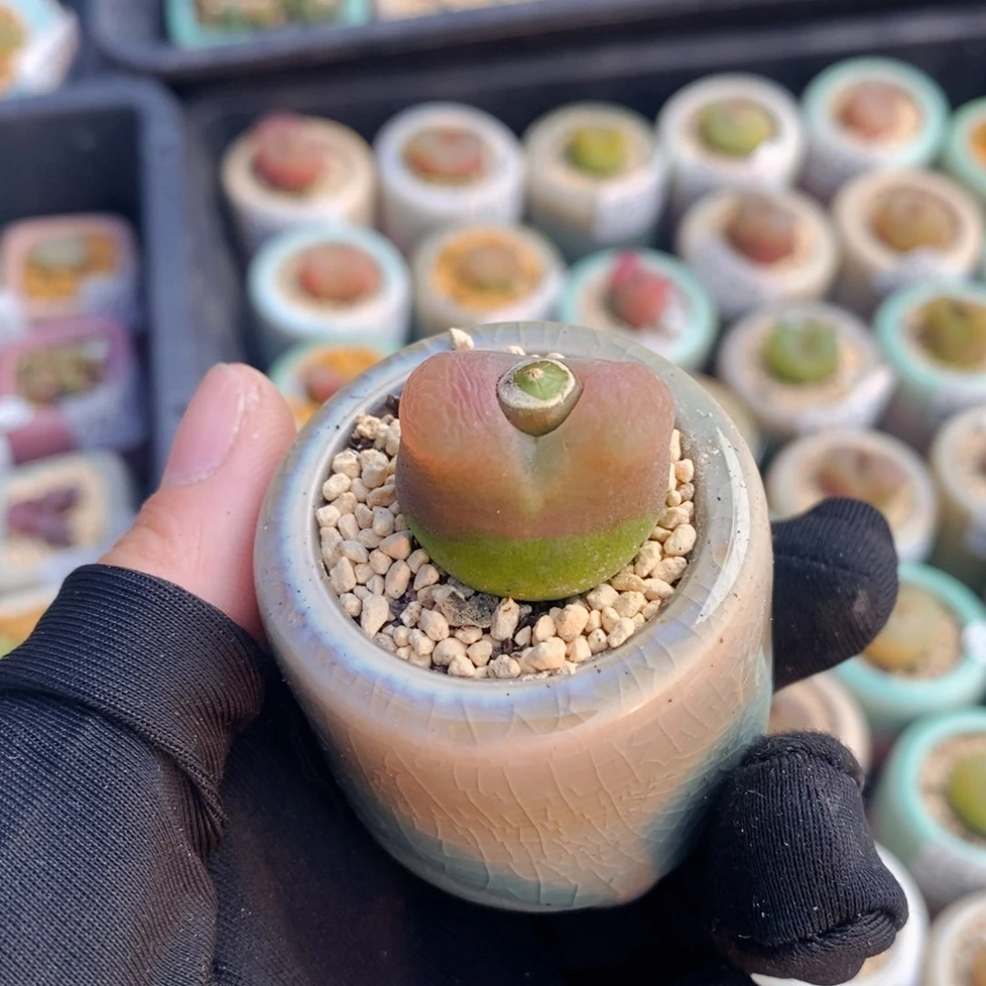 2723-一物一拍 带盆