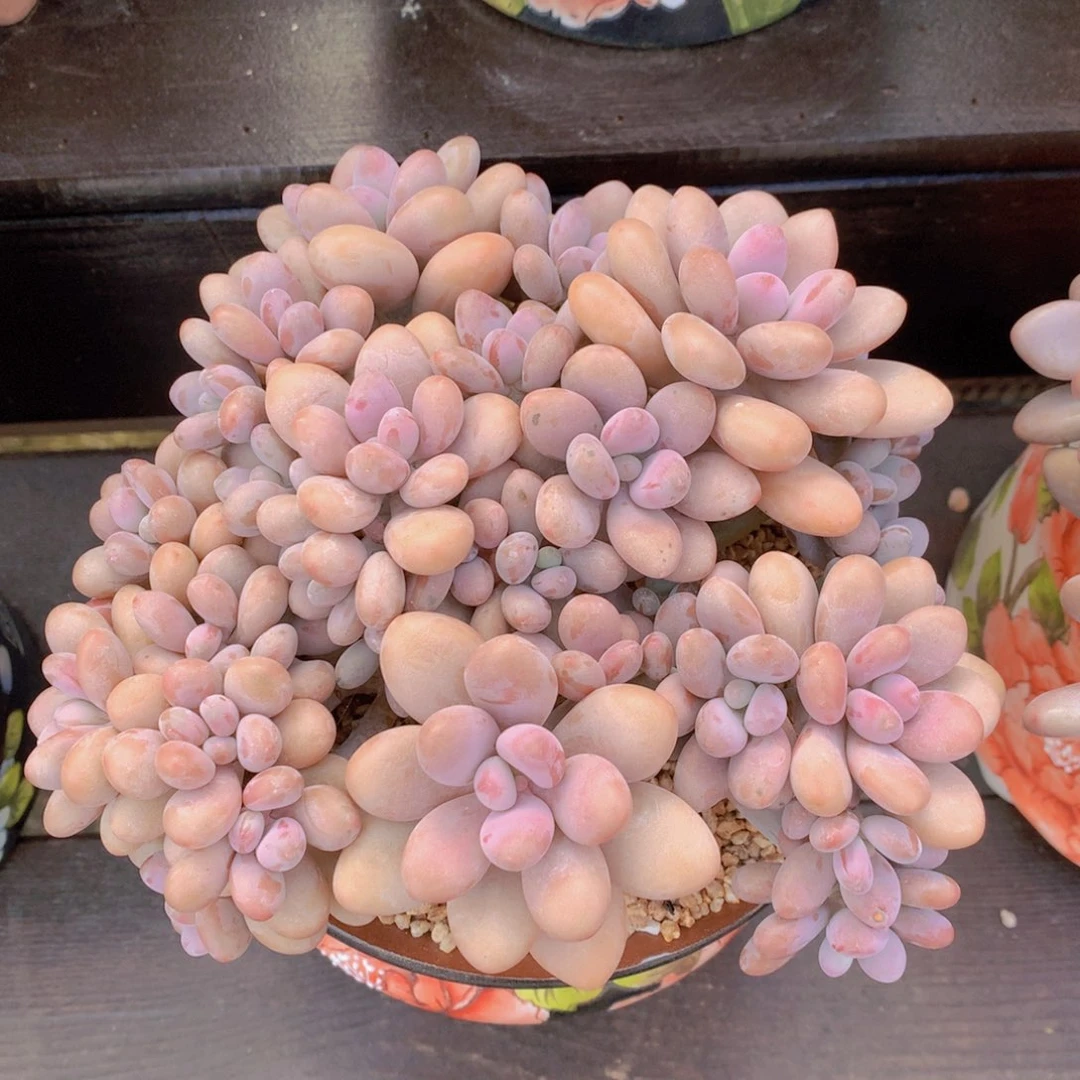 逸园精品多肉桃蛋