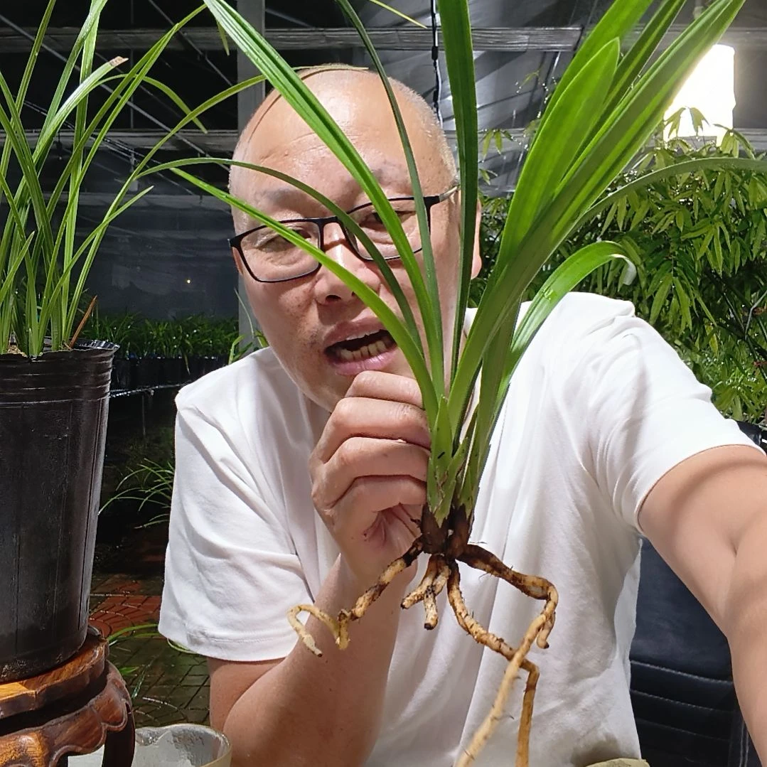 金***戋无花朵建兰洛阳素荷