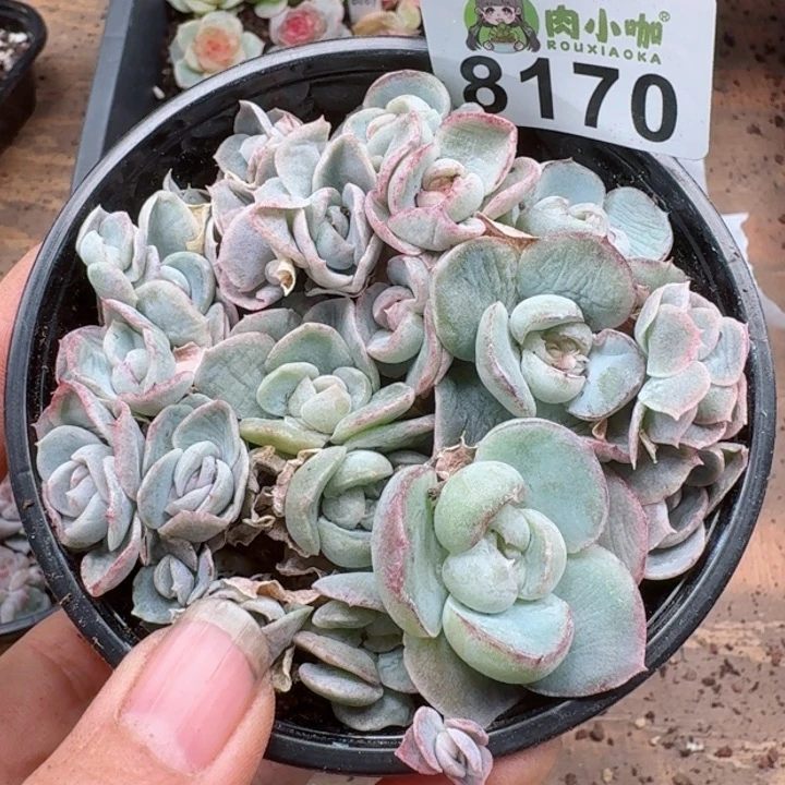 多肉植物多肉植物