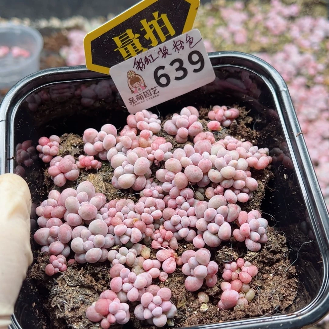 多肉植物多肉植物