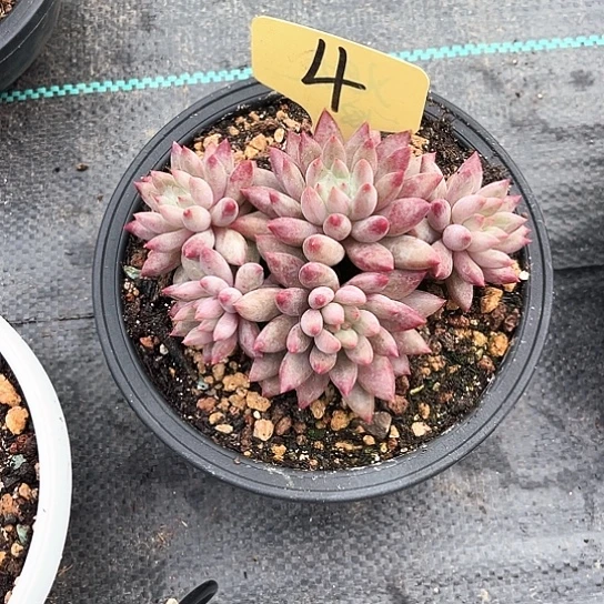 人****金鱼妮4号码牌子的话