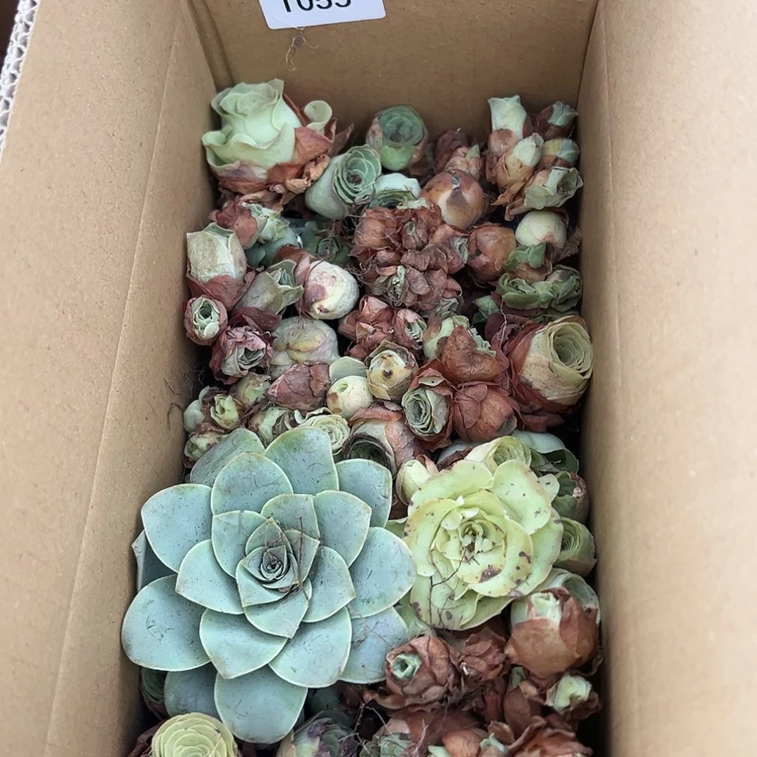 亲***的糖糖055 山地玫瑰瑕疵处理福利 不售后