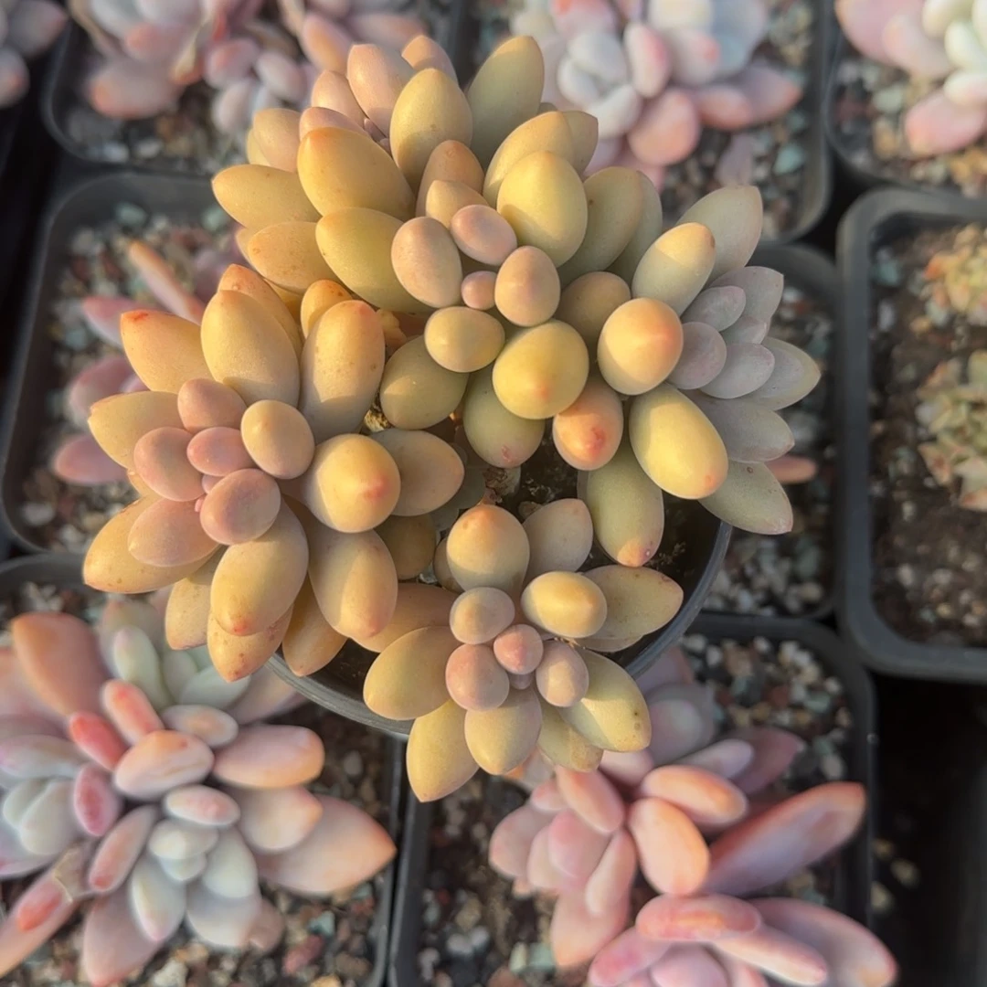 粉色恋人五十包邮