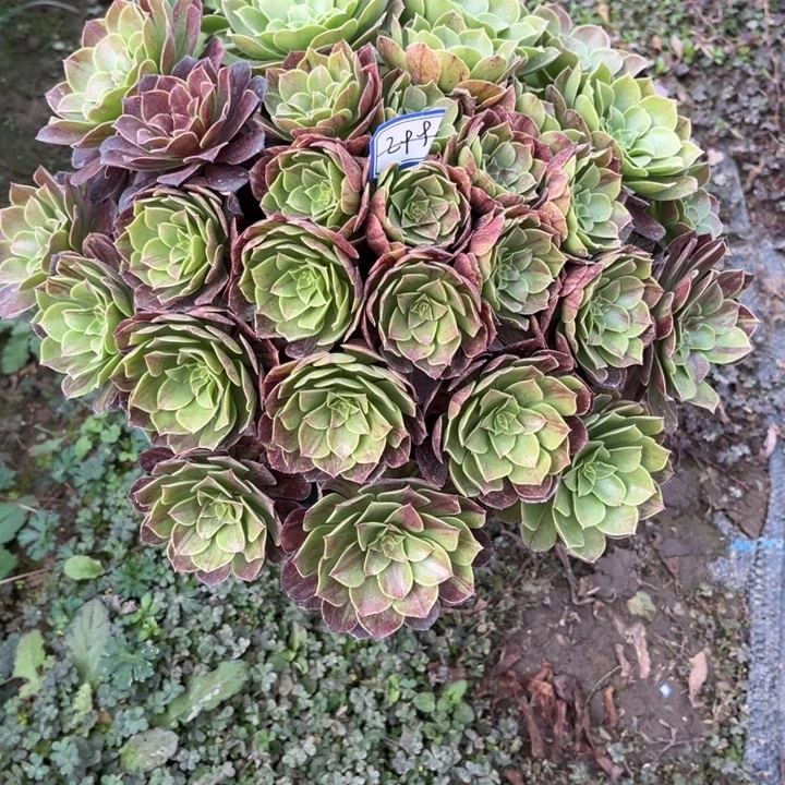 299花月夜多肉植物法师