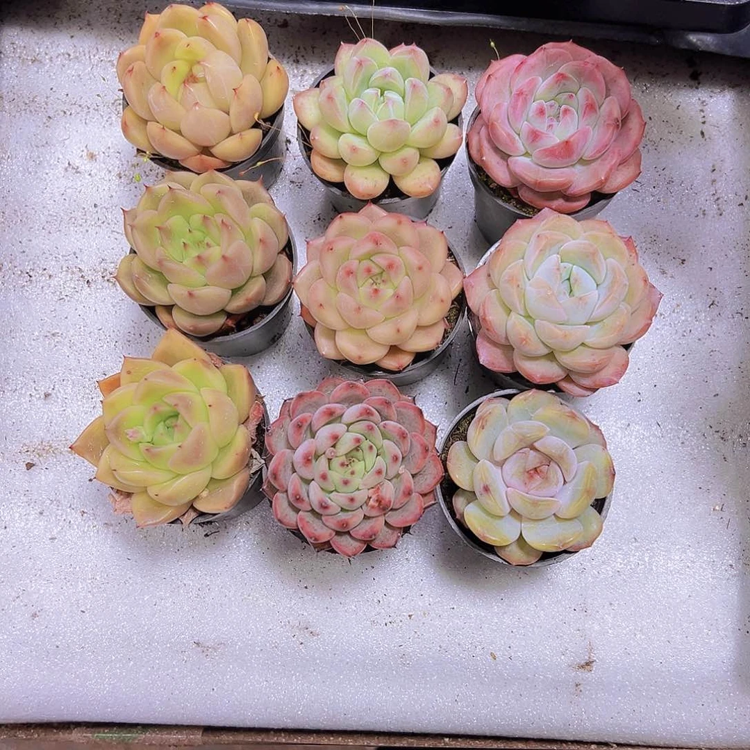 珍妮组合9盆带盆带土