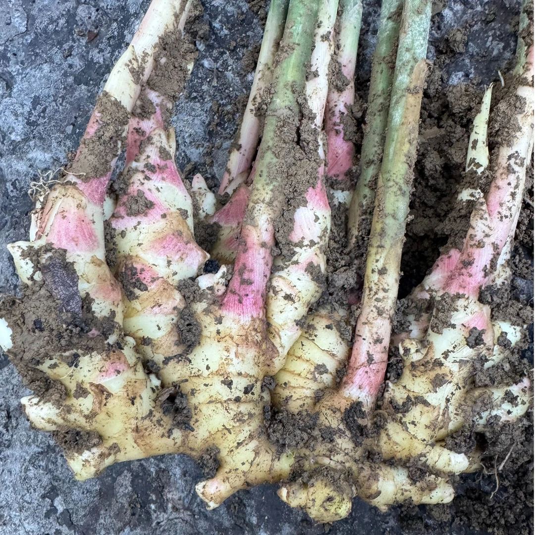 新姜上市2025年新鲜现挖凤头姜微带泥土源产地发货