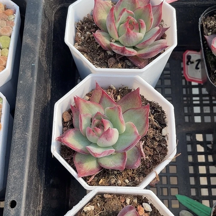 八角盆惊鸿带盆土发货