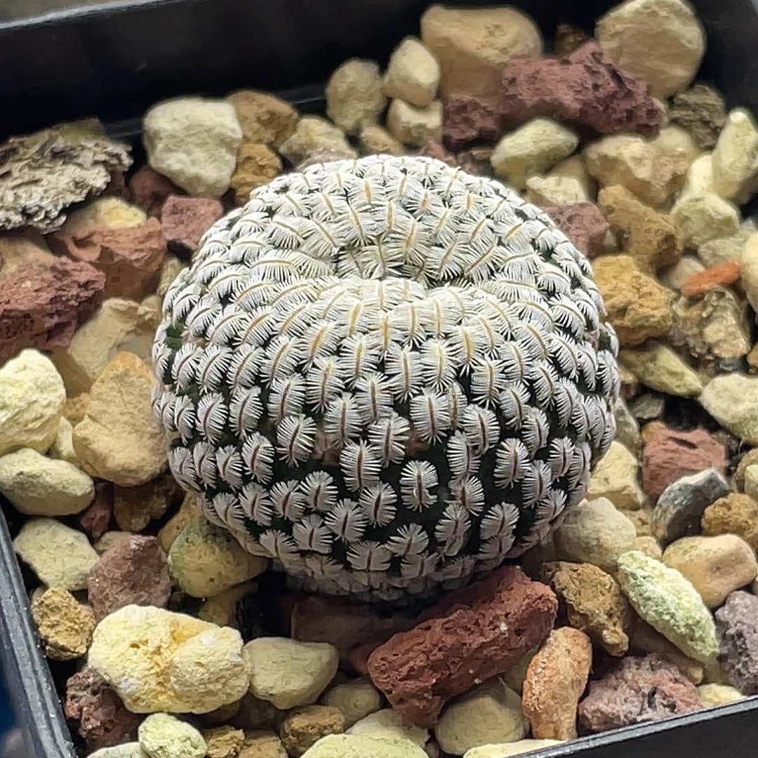 实生白斜子缀化仙人球