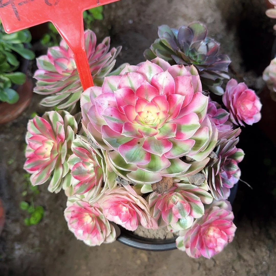 4%841倾城多肉法师