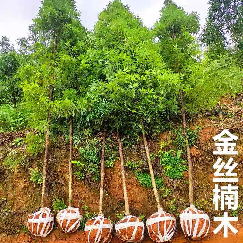 金丝楠木树苗培育基地