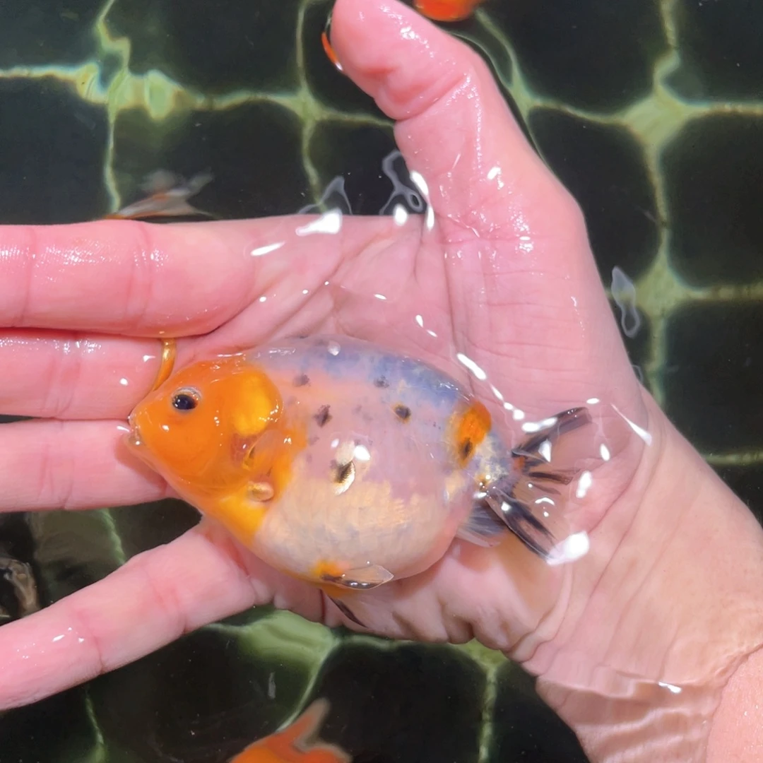 小***记海水兰寿金鱼活体链接