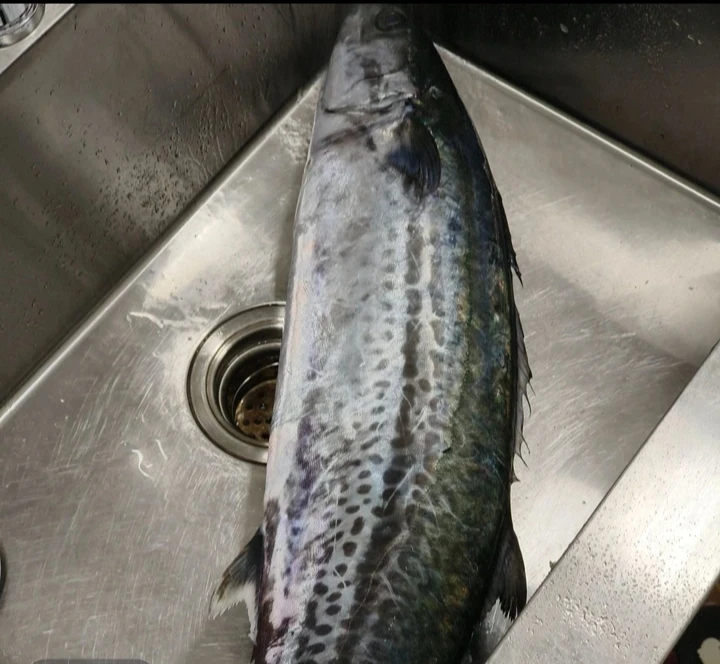 渤海湾当海大鲅鱼
