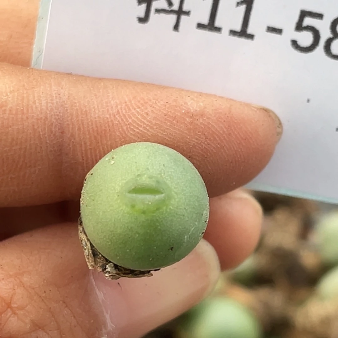 11-58鸭嘴兽多肉植物