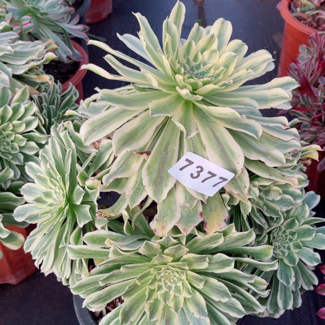 碧浪多肉发货发货