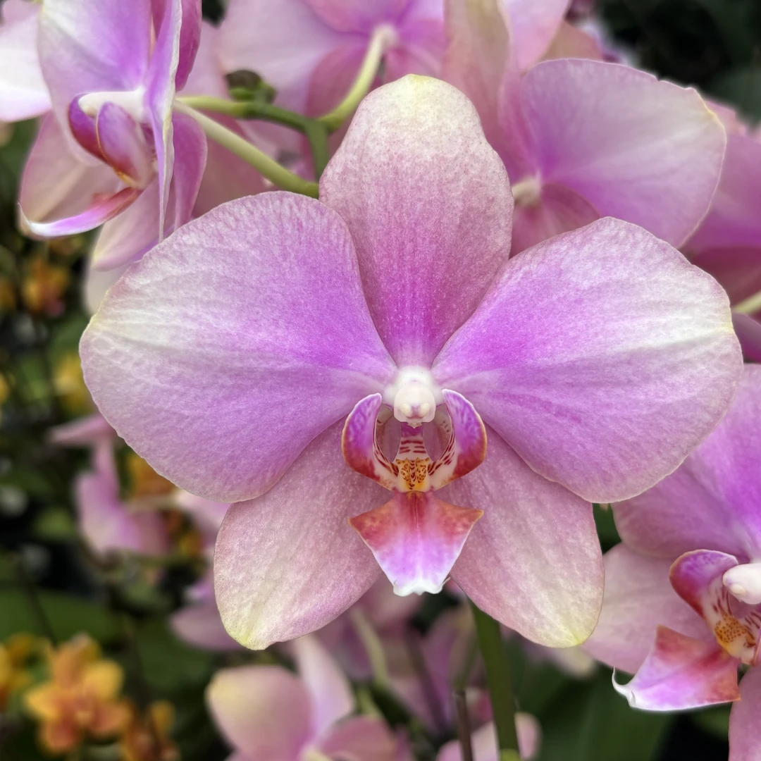 蝴蝶兰【梵高】带花，带花剑，四季开花室内好养鲜花