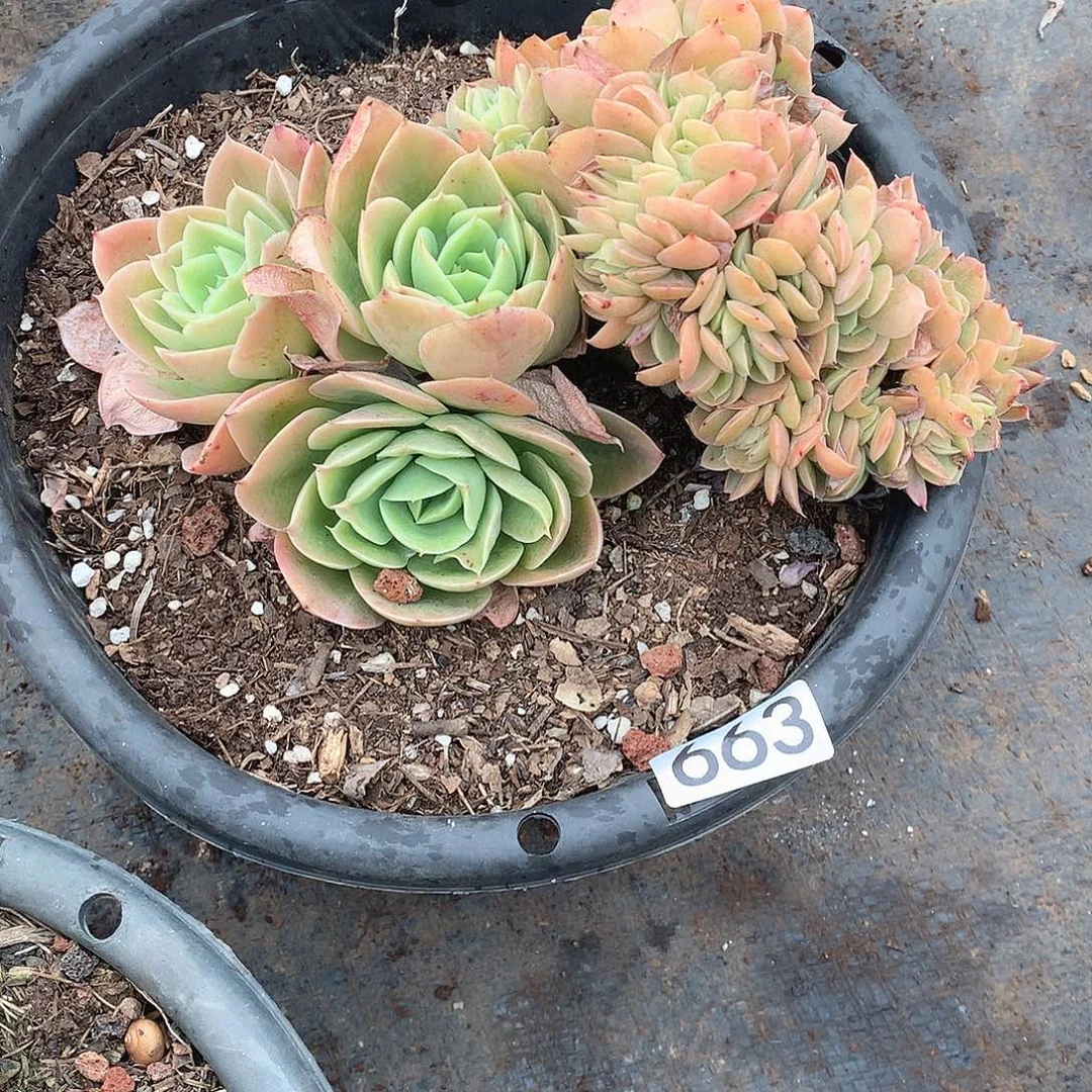 663星纳塔说 一物一拍多肉