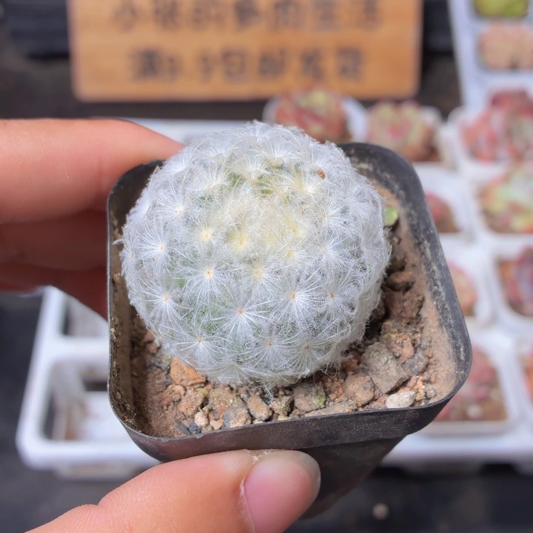 白星多肉9.9包邮发货