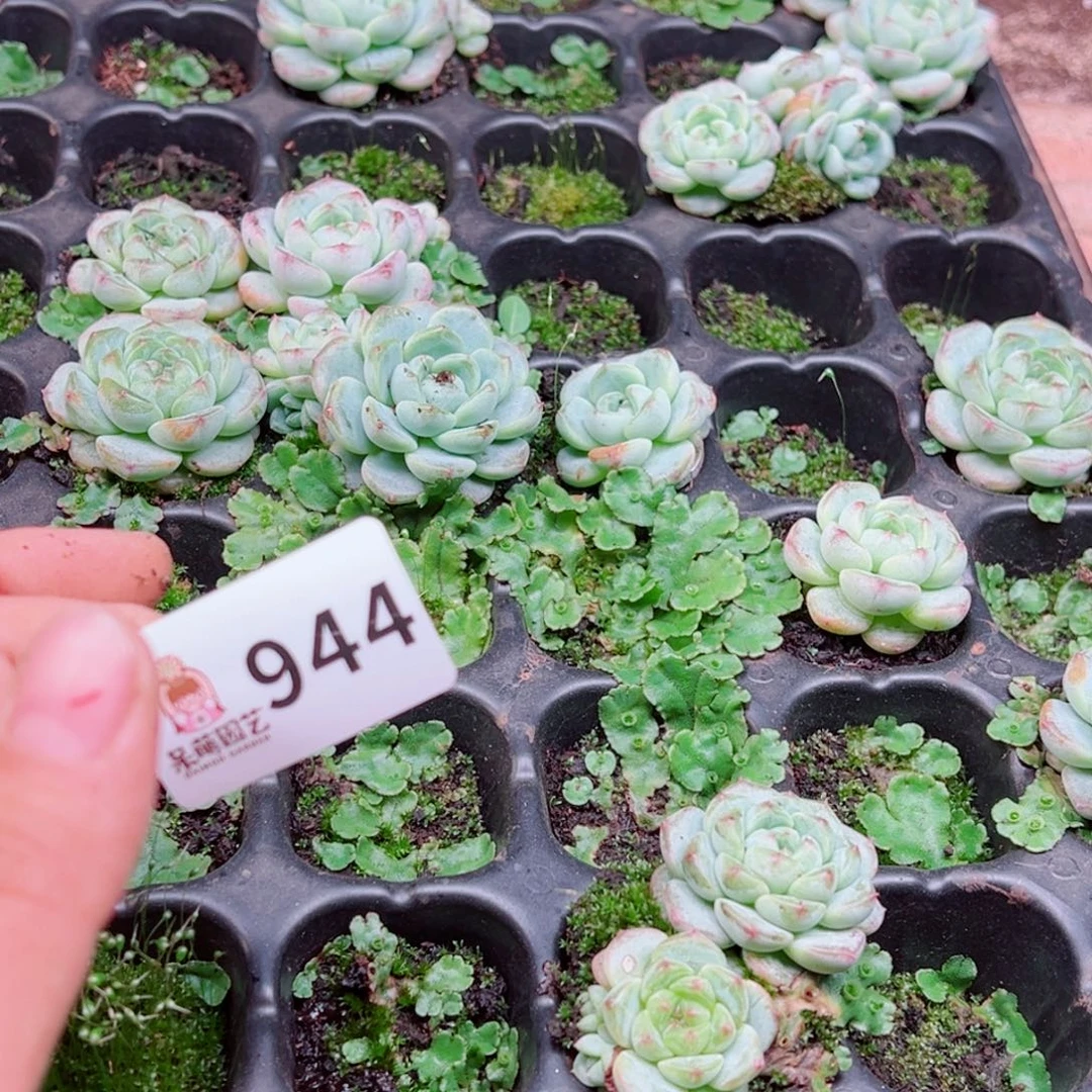 胖***丫多肉植物多肉植物