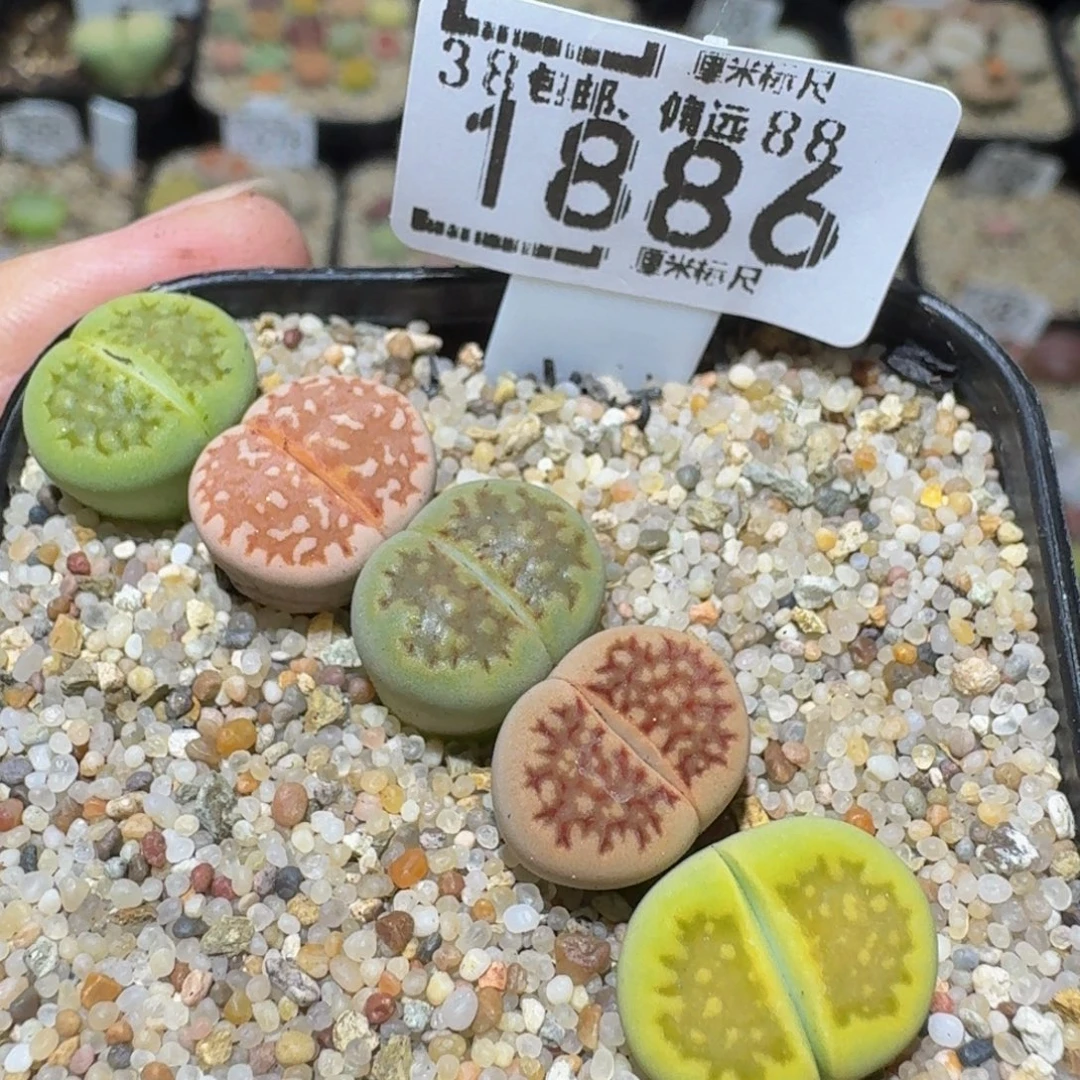 Ssss精品生石花1886