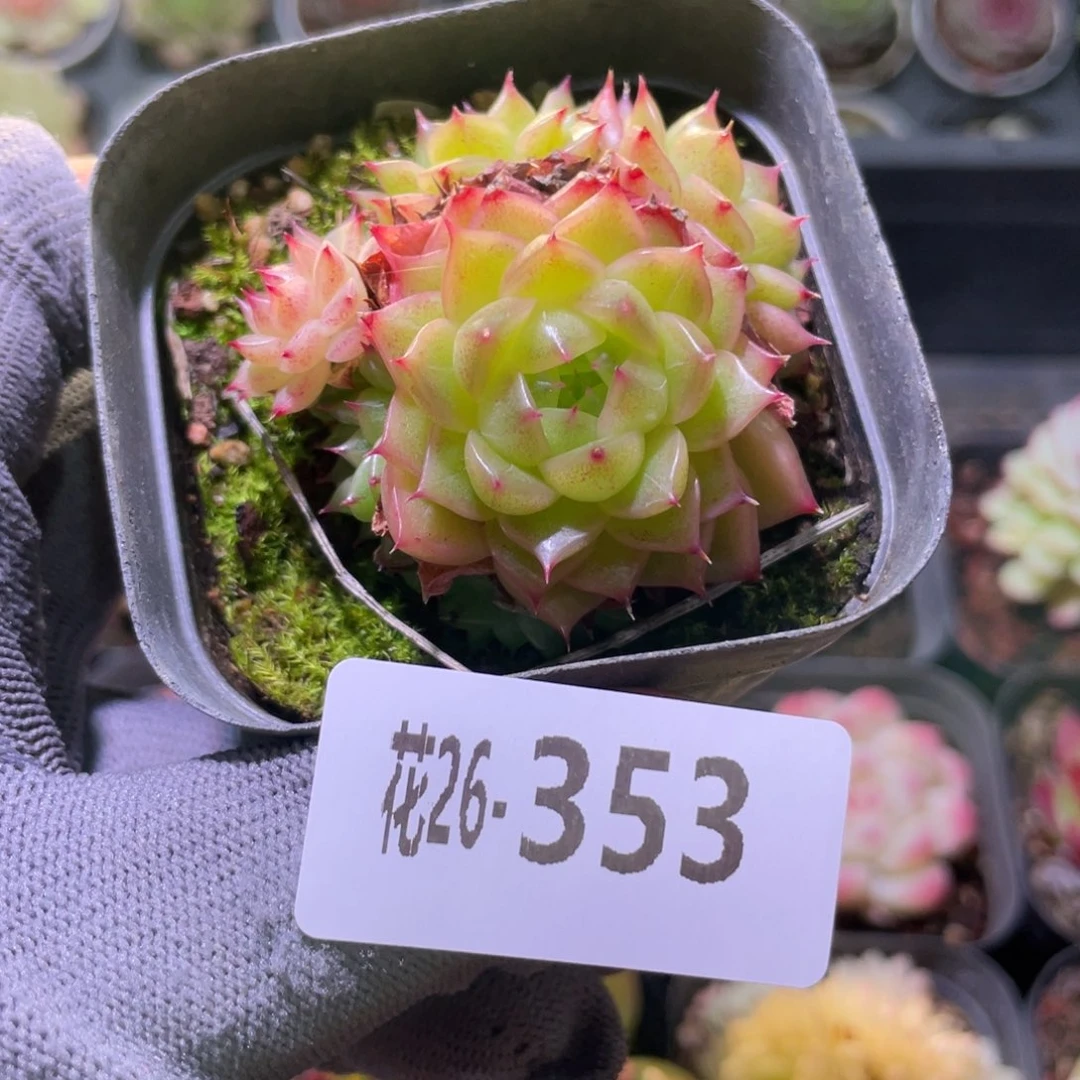 花利美26-353海王群