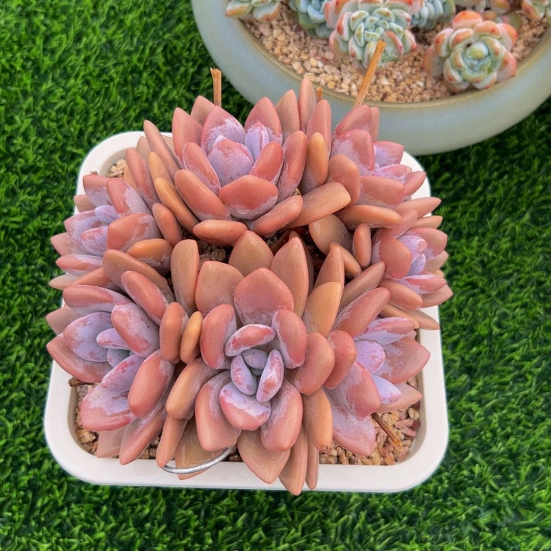 粉兔自然群多肉植物