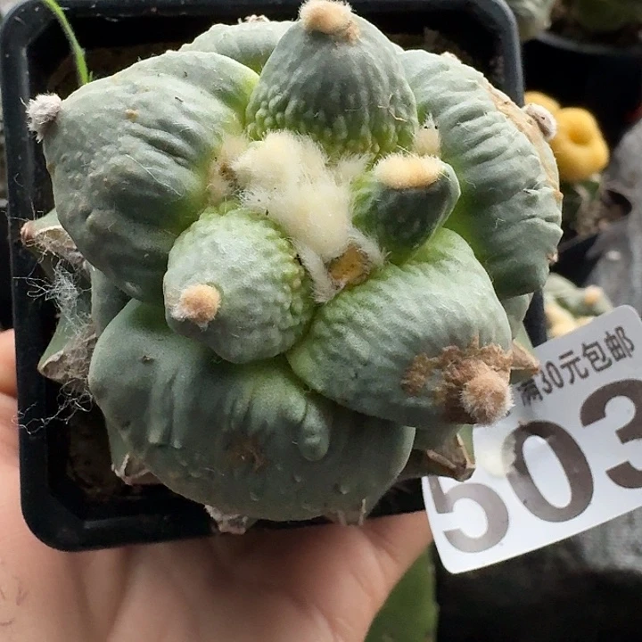 无花朵503白肌大尤牛舌怒