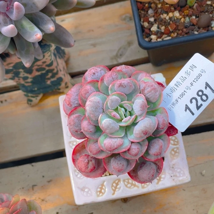 谢谢你的支持00001281