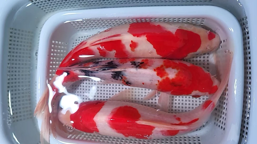 【红白+三色】18-20cm红白2条+三色1条观赏鱼锦鲤冷水鱼鱼活鱼耐活