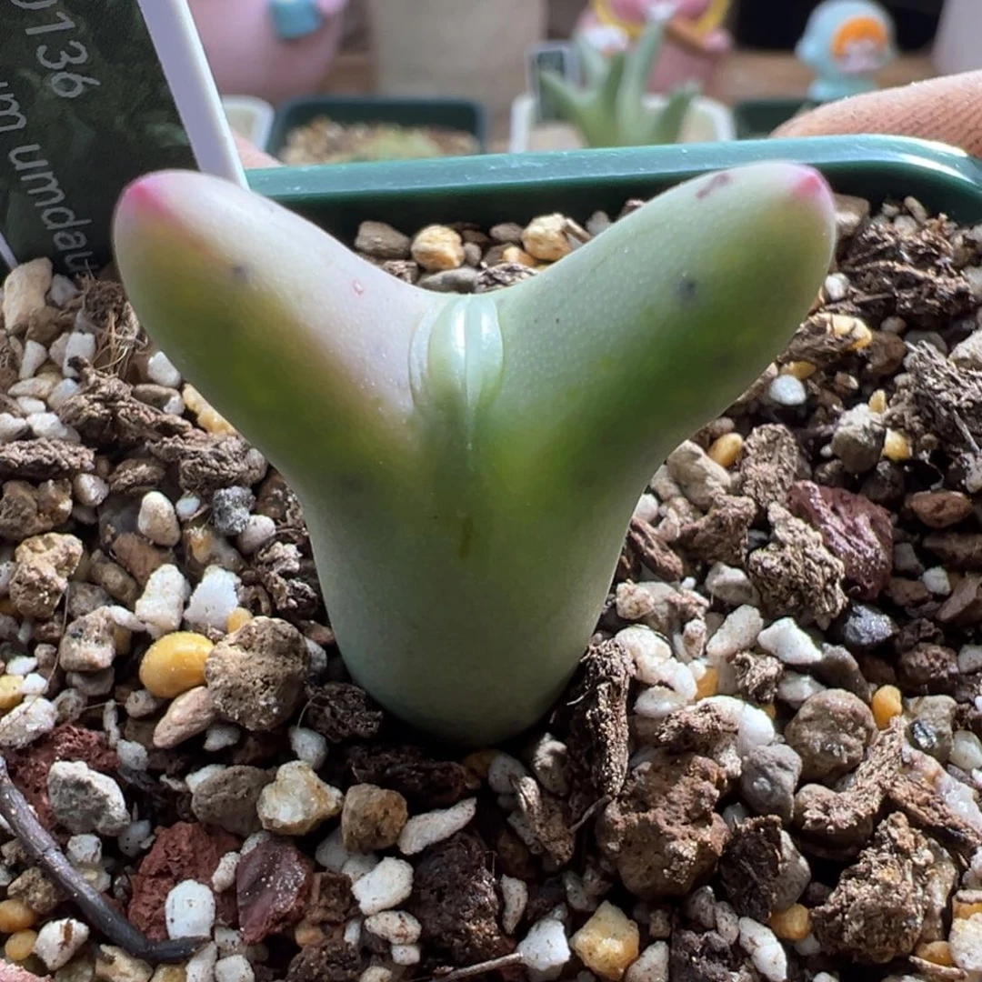 776优选0136皮卡丘单头