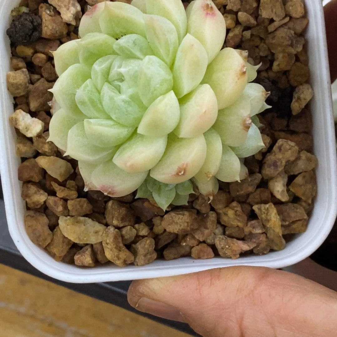 精品多肉一物一拍不包整204