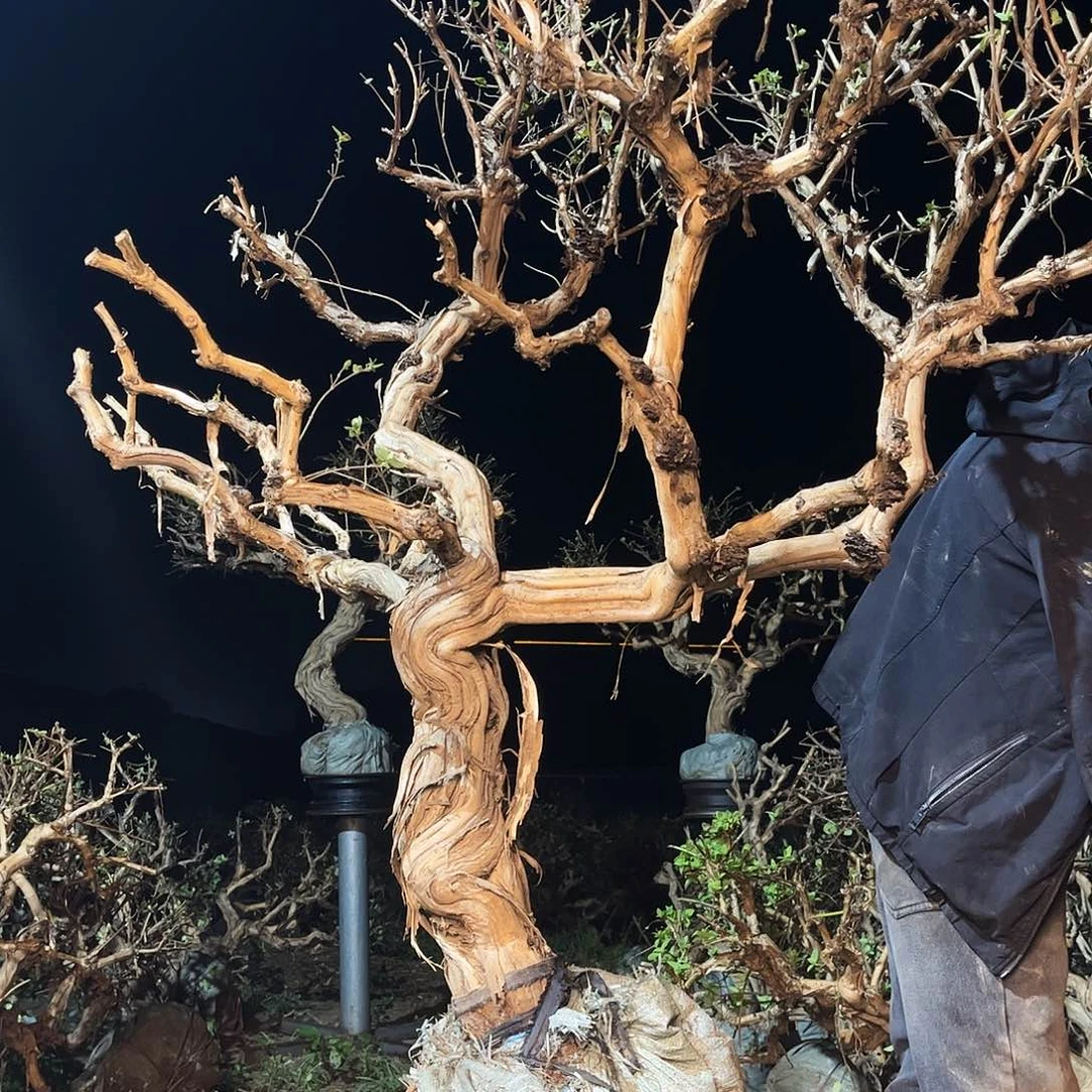 当前无花栽培后可以开花