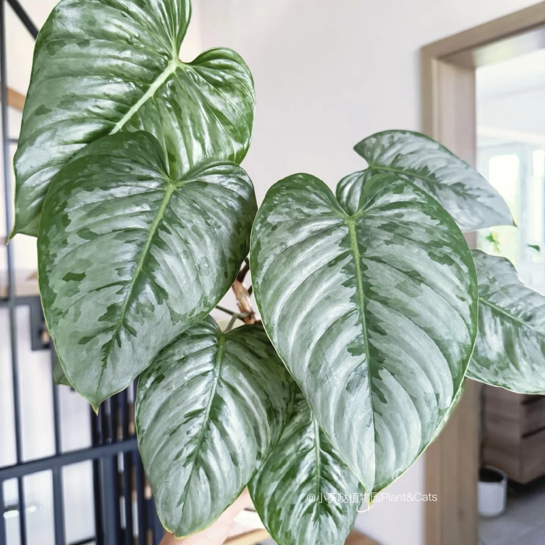 【索迪罗】好看好养室内盆栽秋海棠系列