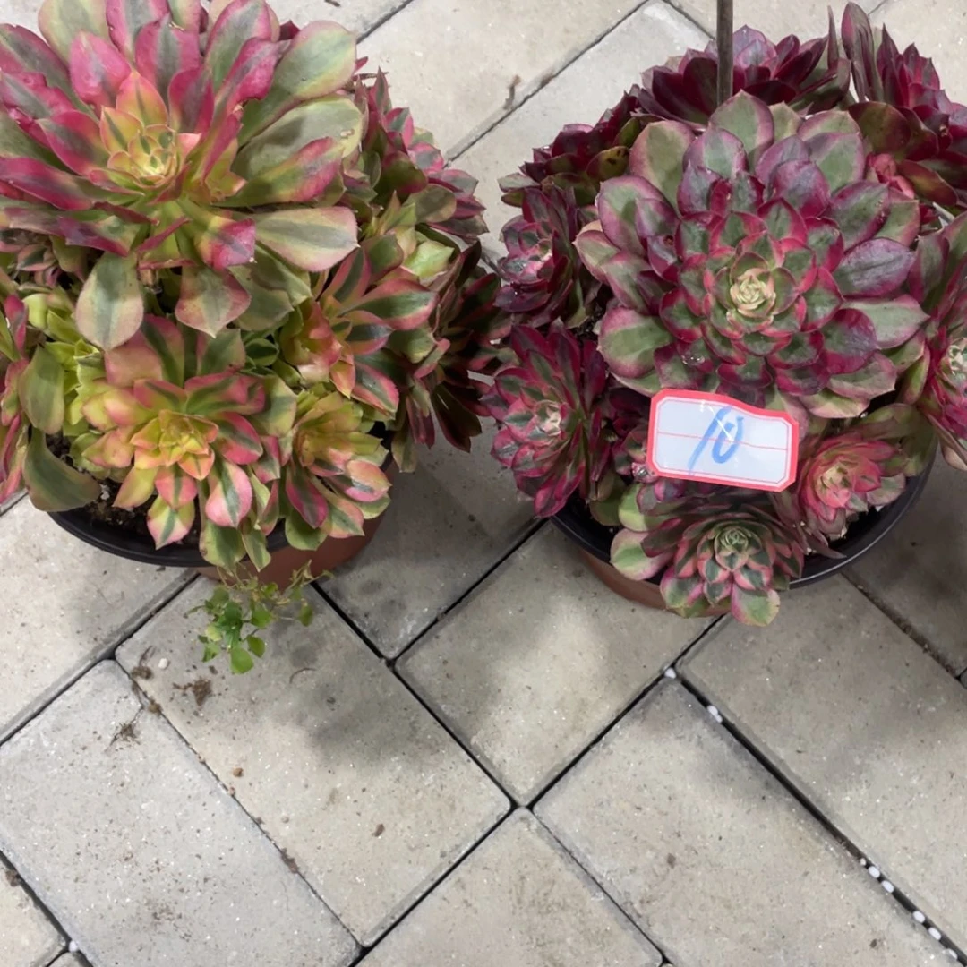 法师多肉植物等多