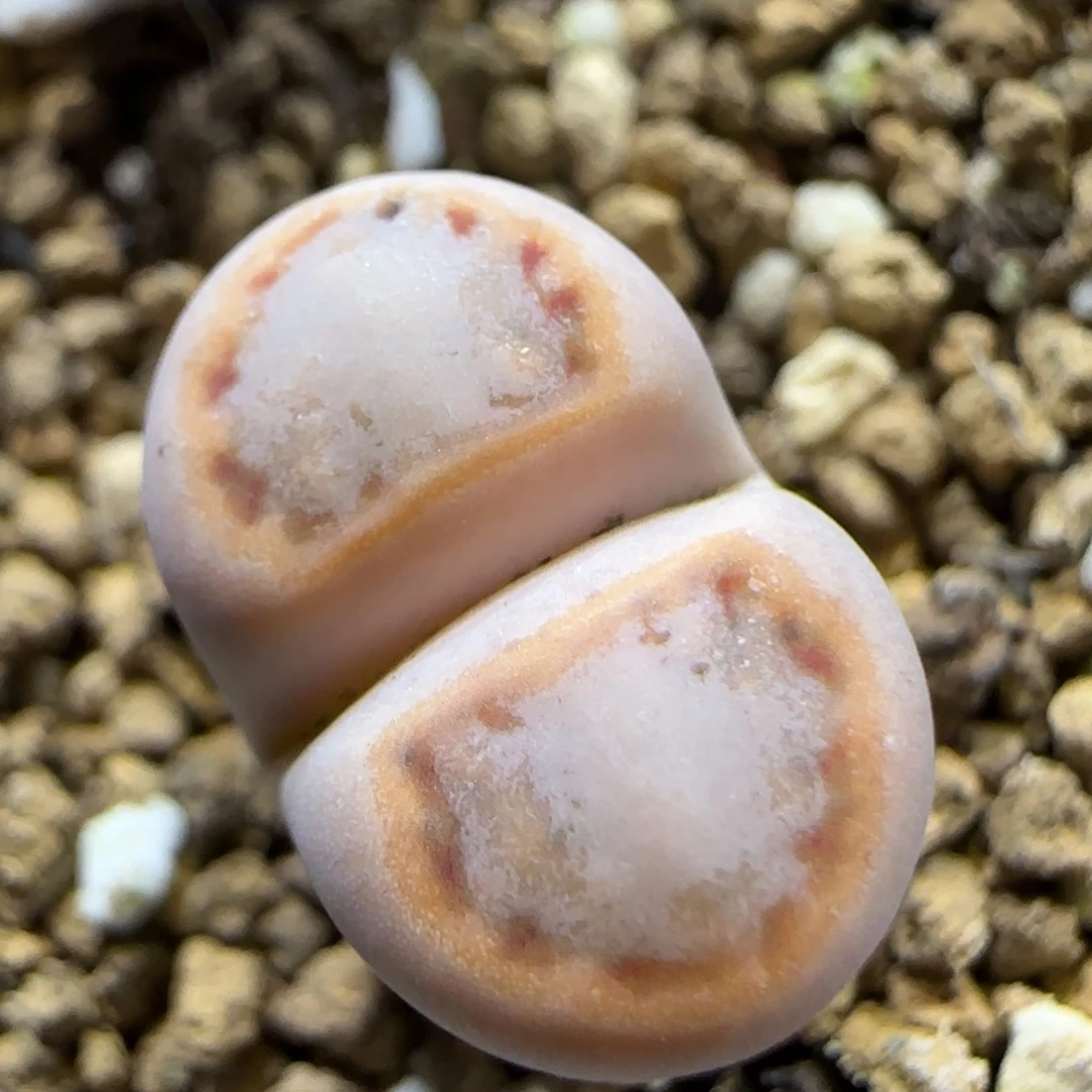 12.29  216饼干。 5011