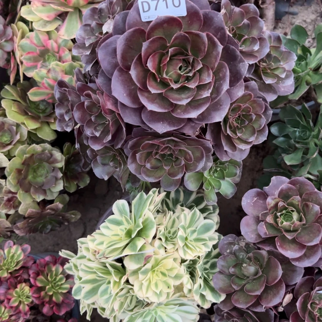 710玫金玫瑰多肉植物法师