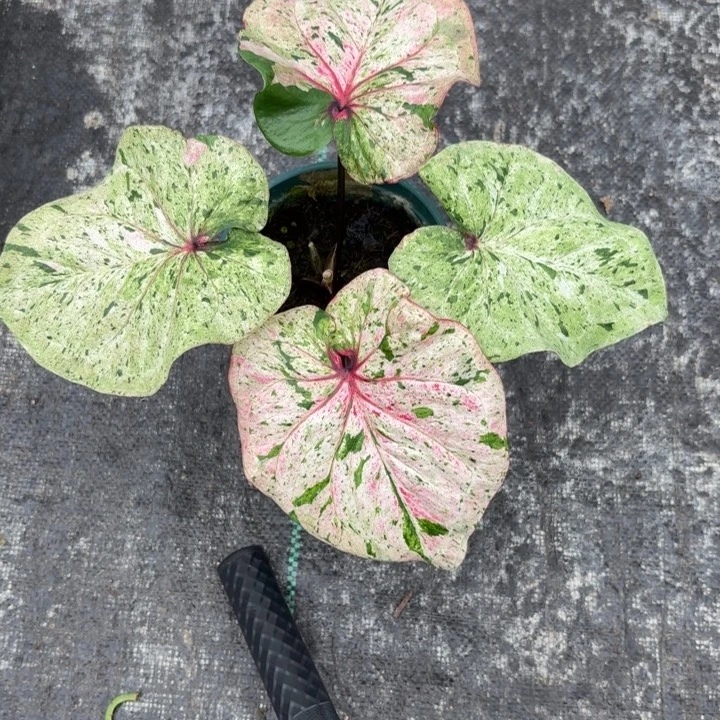 艾***芙完全开放泰国彩叶芋