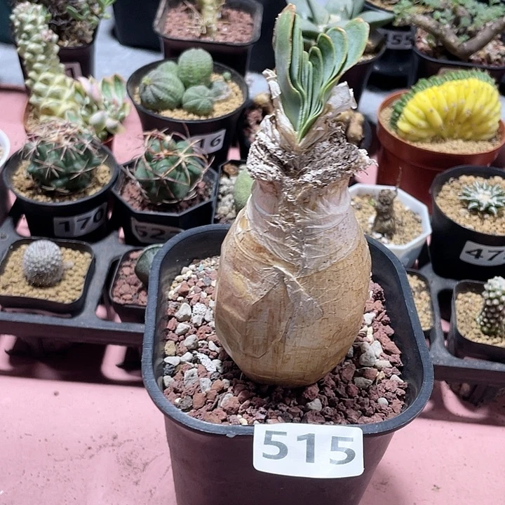 515产地大巨凤之卵