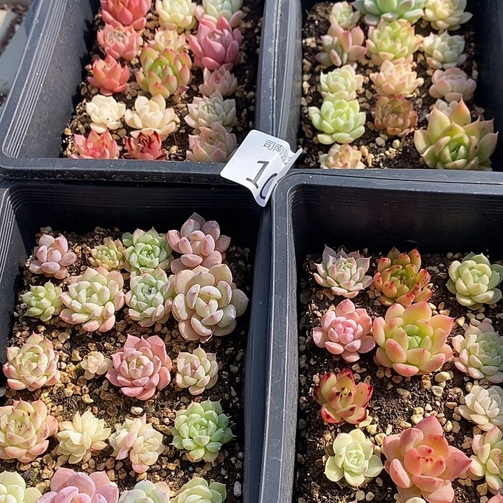 10 多肉植物盆栽花卉