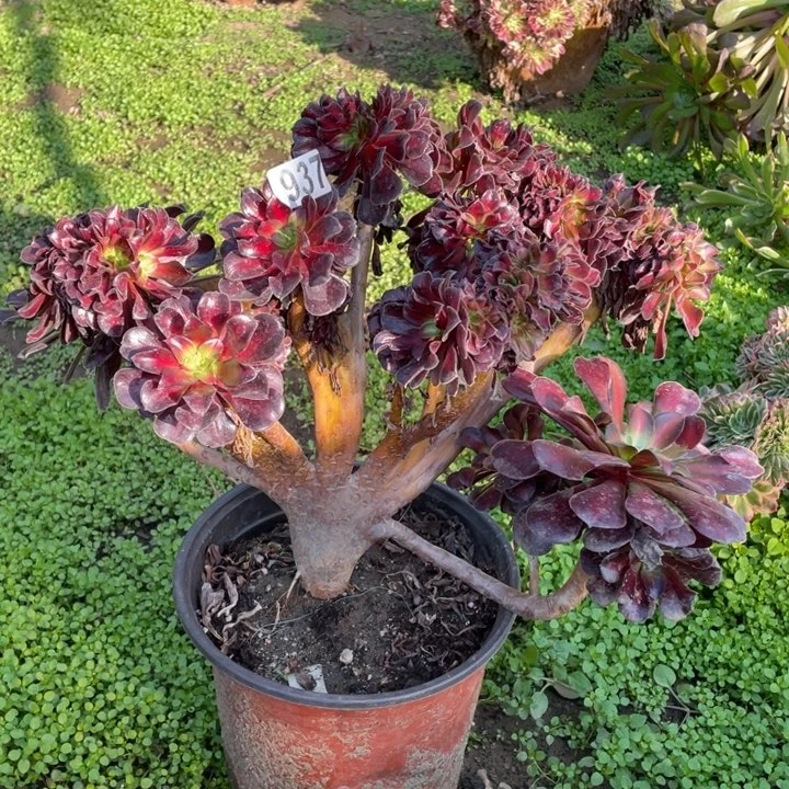 华纳缀化法师多肉植物