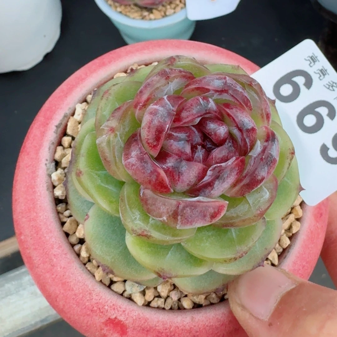 幽灵公主           精美多肉