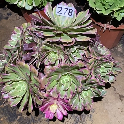 多肉植物法师278紫嫣